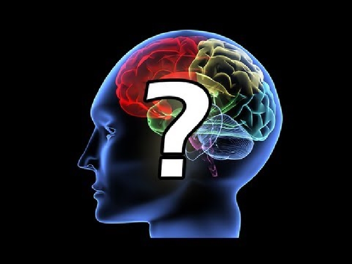 Brain questions