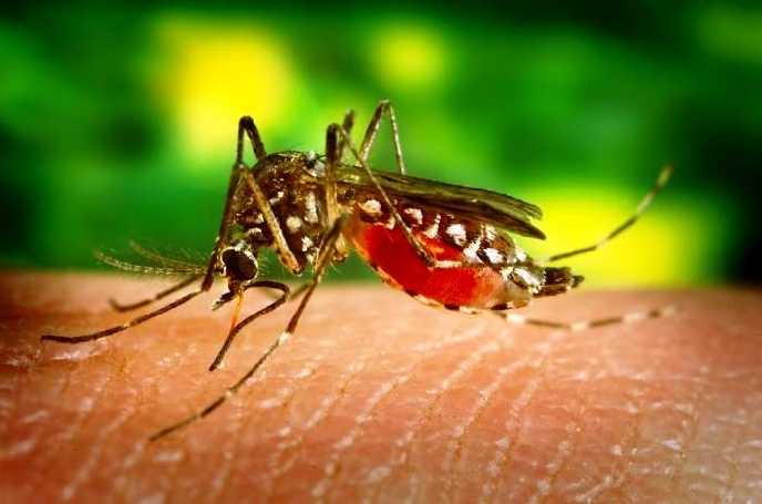 ETV: Paludismo, Dengue y Chikungunya
